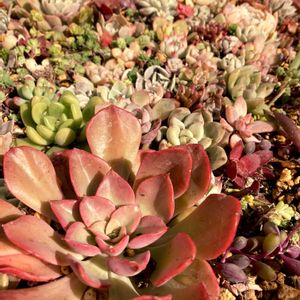 多肉植物のある暮らし,多肉地植え,多肉好き,多肉植物地植え花壇の画像