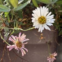 エリゲロン,鉢植え,白い花,丸い花,可愛らしいの画像