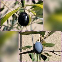 オリーブ,外出先にての画像