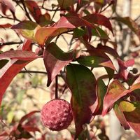 ヤマボウシ,ヤマボウシの実の画像