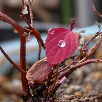 ウメ,コデマリ,ノイバラ,白梅,ノシランの実の画像