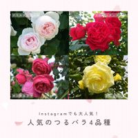 バラ,ピンクのバラ,ポンポネッラ,クリスティアーナ,バラ　ポンポネッラの画像