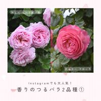 バラ,ピンクのバラ,ツルバラ,マリー ヘンリエッテ,つるバラの画像