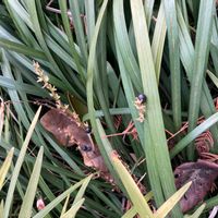 ヤブランの画像