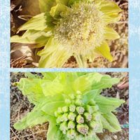 サンシュユ,シクラメン,パンジー・ビオラ,ブラシノキ,ガーデンシクラメンの画像