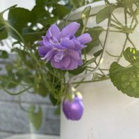 カラスウリ,スミレ,ニオイスミレ,鉢植えの画像