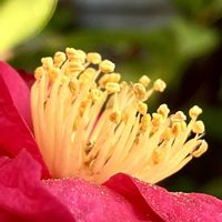 寒椿,寒椿,侘助,iPhone撮影,庭の画像