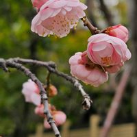 ミツマタ,ソシンロウバイ,梅,お墓参りの画像