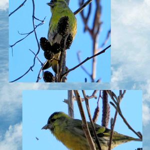 ハンノキ,花散歩,OLYMPUS,ミラーレス一眼,OM SYSTEMの画像