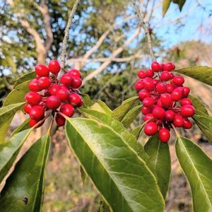 ナナミノキ,ナナメノキ,七実木,斜木,雑草の画像