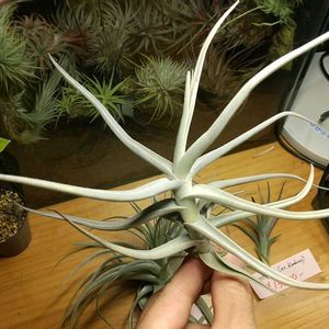 チランジア属,エアープランツ/チランジア,エアプランツ チランジア,チランジア【エアプランツ】,ティランジア属の画像