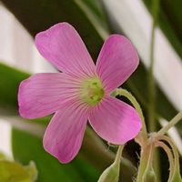 ムラサキカタバミの画像