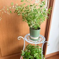 ジュズサンゴ,アルテルナンテラ エンジェルレース,シクラメン ジックス,ジュズサンゴ　絣,観葉植物の画像