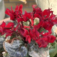 シクラメン,サンパラソル,竹藪,ガガイモ ゼブリナ錦,あっ火曜日の画像