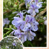 サザンカ,サザンカ,ツバキ,バラ,フキノトウの画像