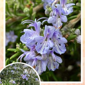 サザンカ,サザンカ,ツバキ,バラ,フキノトウの画像