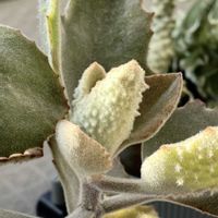 ファング,カランコエ ファング,多肉植物,カランコエ属,神奈川タニラーの画像