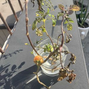 ミニトマト,ミニトマト,ミニトマト,ミニトマト,ミニトマトの画像