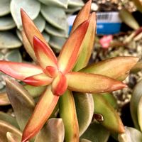 銘月,アドルフィー,多肉植物,ダイソー多肉,GSに感謝。の画像