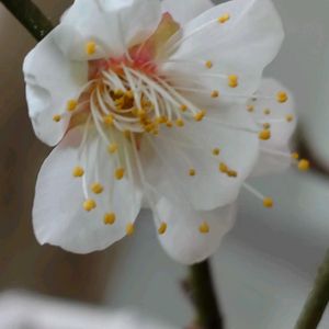 白梅,白梅,盆栽,花開く白梅,棚の画像