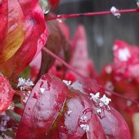 オタフクナンテン,繋がりに感謝✨,真っ赤な火曜日,❄️冬にまけるな❄️,Juneの会の画像