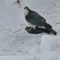 部屋,小さな庭の画像