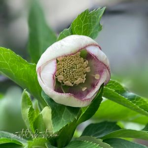 クリスマスローズ,クリスマスローズ パステリッシュ ストレイン,大和園 クリスマスローズ,ナチュラルガーデン,ジャンクガーデンの画像