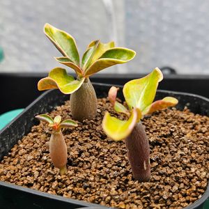 アデニウム,塊根植物,珍奇植物,冬越し,植物大好きの画像