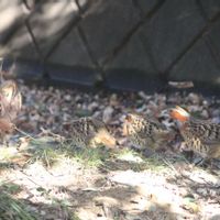 ガマズミ,サザンカ,シナマンサク,メジロ,虫こぶの画像