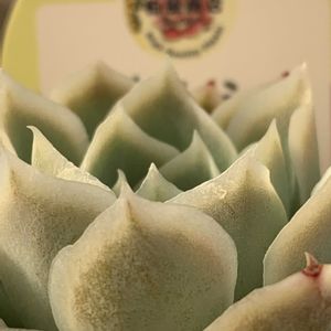 ピンクネーション,多肉植物,エケベリア属,多肉大好き,多肉植物のある暮らしの画像