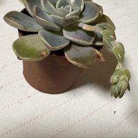 エキベリア,エキベリア,プリティ イン ピンク,エキベリア プリティー インピンク,多肉植物の画像