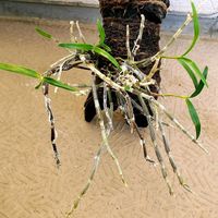 セッコク,黄花セッコク【野村】,ラン科,石斛,流木付けの画像