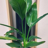 ストレリチア,ストレリチア,タビビトノキ,ストレリチア オーガスタ,ストレリチア・レギネの画像