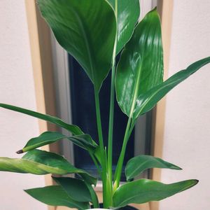 ストレリチア,ストレリチア,タビビトノキ,ストレリチア オーガスタ,ストレリチア・レギネの画像