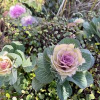 ワイヤープランツ,パンジー,ガーデンシクラメン,葉牡丹,シルバーレースの画像