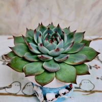 エケベリア,花うらら,エケベリア 花うらら,エケベリア《桃太郎》,エケベリア 桃太郎の画像