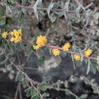 ロータス ブリムストーン,公園散歩,今日のお散歩,歩くの大好き♡の画像