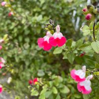 チェリーセージの画像