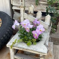 ビオラ,リシマキア オーレア,寄せ植え,小花会,みんな最高の画像