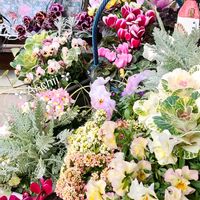 ハボタン,ワイルドストロベリー,パンジー,ガーデンシクラメン,ビオラの画像