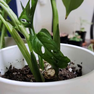 カラテア,マドカズラ,カラテア　フレディ,観葉植物,初心者の画像