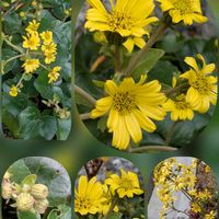 セイタカアワダチソウ,ツワブキ,ツワブキ,ビオラ,ジュウガツザクラの画像