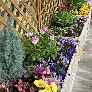 ベゴニア,ミディ胡蝶蘭,寄せ植え,お出掛け先,素敵な出会いに感謝の画像