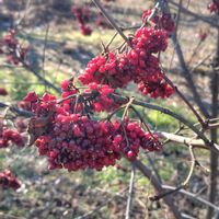 ガマズミ,ガマズミ の実,GSに感謝。,植物観察,植物散策の画像