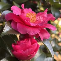 ポインセチア,寒椿,ゴクラクチョウカ,ウナヅキヒメフヨウ,大寒の画像