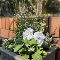 カレックス,スズランエリカ,セイヨウニンジンボク・プルプレア,クロロフィツム スターライト,フリルパンジー　リズの画像