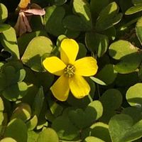 カタバミ,山野草の画像