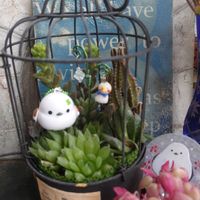 アリッサム,大根,胡蝶の舞,緋牡丹錦,復興祈願の画像