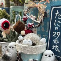 アロエ 不夜城,ユーカリポポラス,ハオルチオイデス,クリスマスキャロル,アロエ属の画像