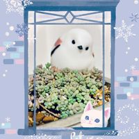 パープルヘイズ,パープルヘイズ,多肉ちゃん。,多肉ちゃん,花のある暮らしの画像